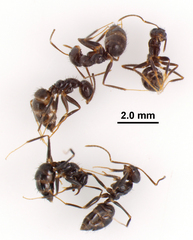 Nylanderia bourbonica