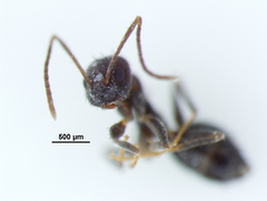 Nylanderia bourbonica