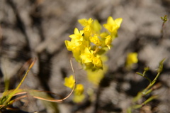 Sebaea sulphurea
