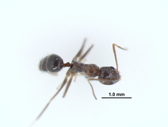 Nylanderia bourbonica