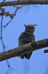 Hemicircus concretus