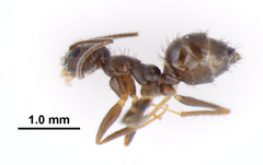 Nylanderia bourbonica