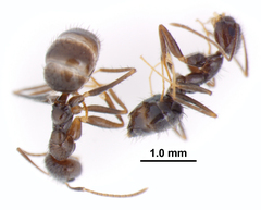 Nylanderia bourbonica