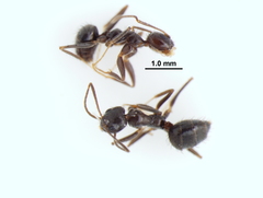 Nylanderia bourbonica