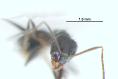 Nylanderia bourbonica