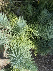 Senecio vitalis