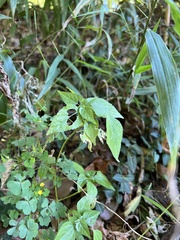 Acalypha deamii