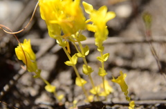 Sebaea sulphurea
