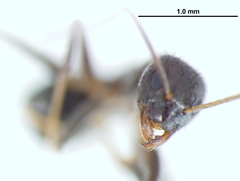 Nylanderia bourbonica