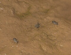 Cicindela duodecimguttata