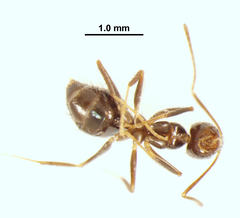 Nylanderia bourbonica