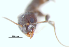 Nylanderia bourbonica
