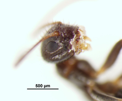 Nylanderia bourbonica