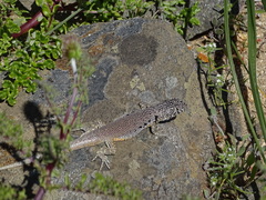 Liolaemus nigromaculatus