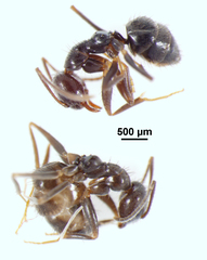 Nylanderia bourbonica