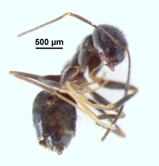 Nylanderia bourbonica
