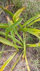 Drimia elata