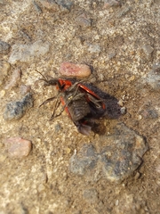 Astylus cyanerythrus