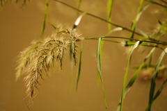 Echinochloa walteri