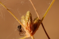 Fimbristylis vahlii