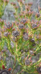 Leucadendron lanigerum lanigerum