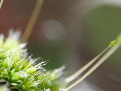 Leptostomum macrocarpum