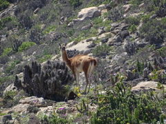 Lama guanicoe