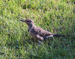 Colaptes auratus luteus × cafer