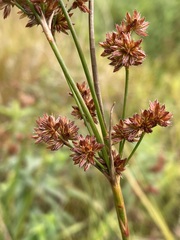 Juncus canadensis