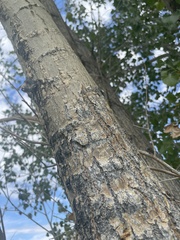 Populus angustifolia