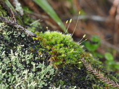 Leptostomum macrocarpum