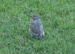 Colaptes auratus luteus × cafer