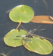 Leucorrhinia caudalis