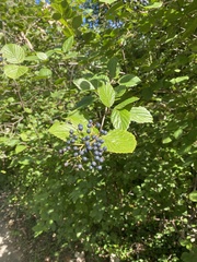 Viburnum recognitum