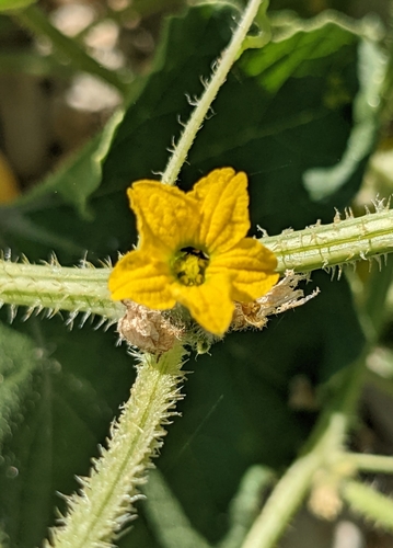 Cucumis melo