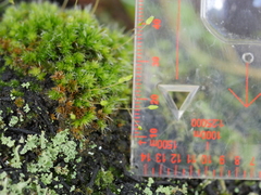 Leptostomum macrocarpum