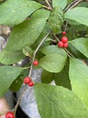 Ilex verticillata