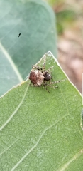 Acanthepeira stellata