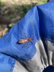 Rocconota annulicornis