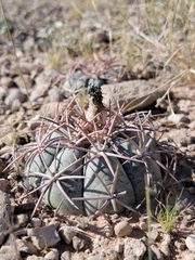 Echinocactus horizonthalonius