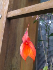 Masdevallia veitchiana