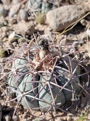 Echinocactus horizonthalonius