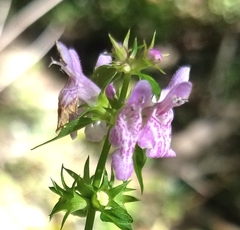 Stachys tenuifolia