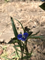 Commelina dianthifolia