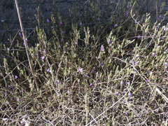 Justicia divaricata