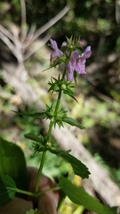 Stachys tenuifolia