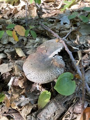 Russula crustosa