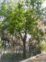 Erythrina crista-galli