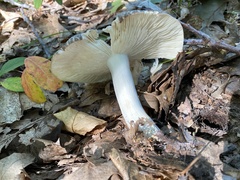Russula crustosa