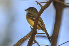 Empidonax flaviventris